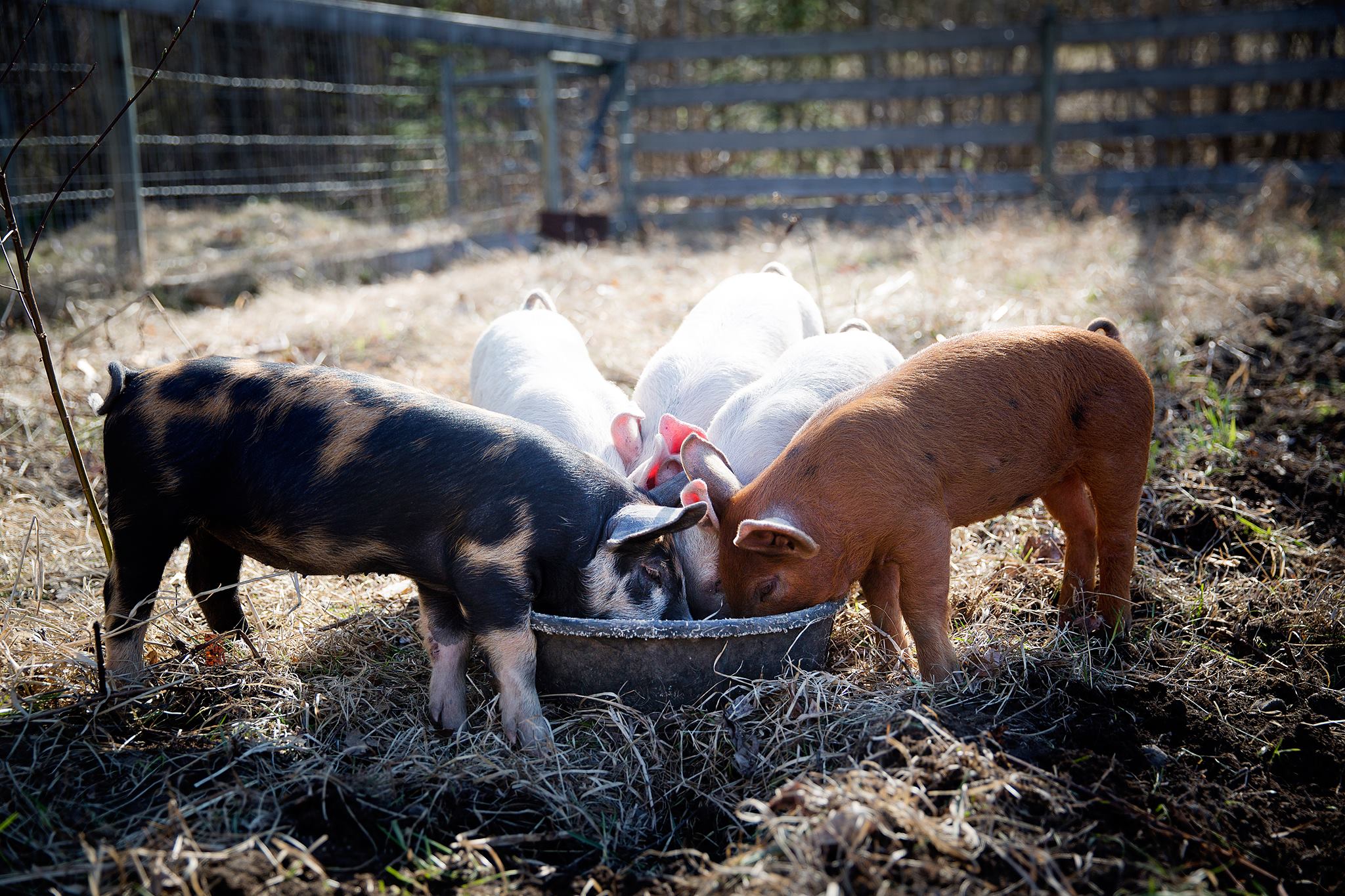 A group of small pigs eat from the same bowl