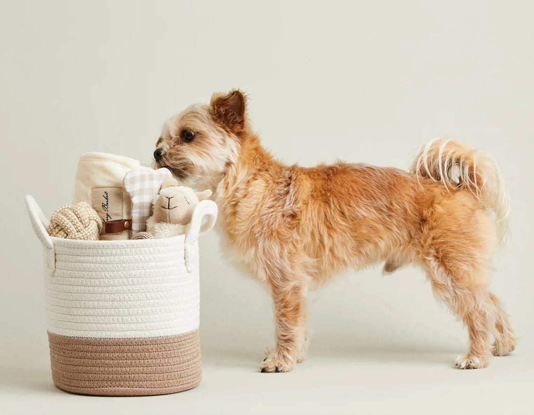 A small dog looks inside a basket filled with eco pet toys