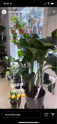 棕榈和松树是故事的例子