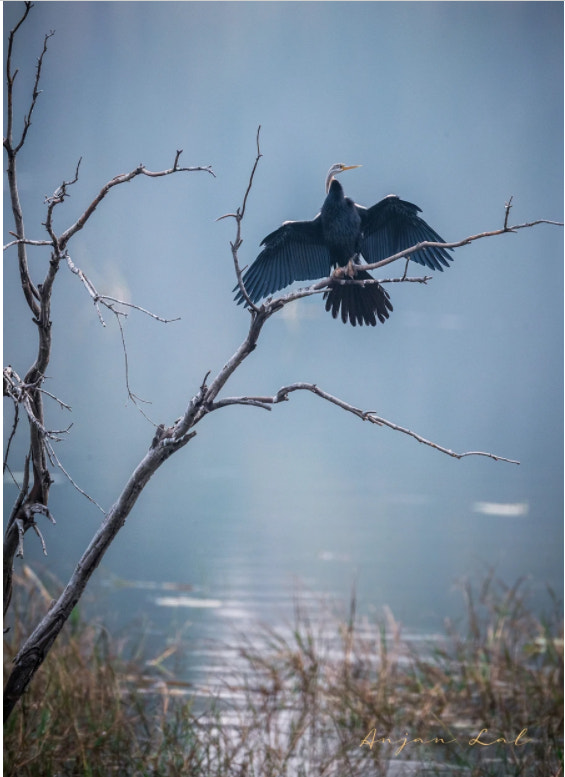 展示野生动物摄影