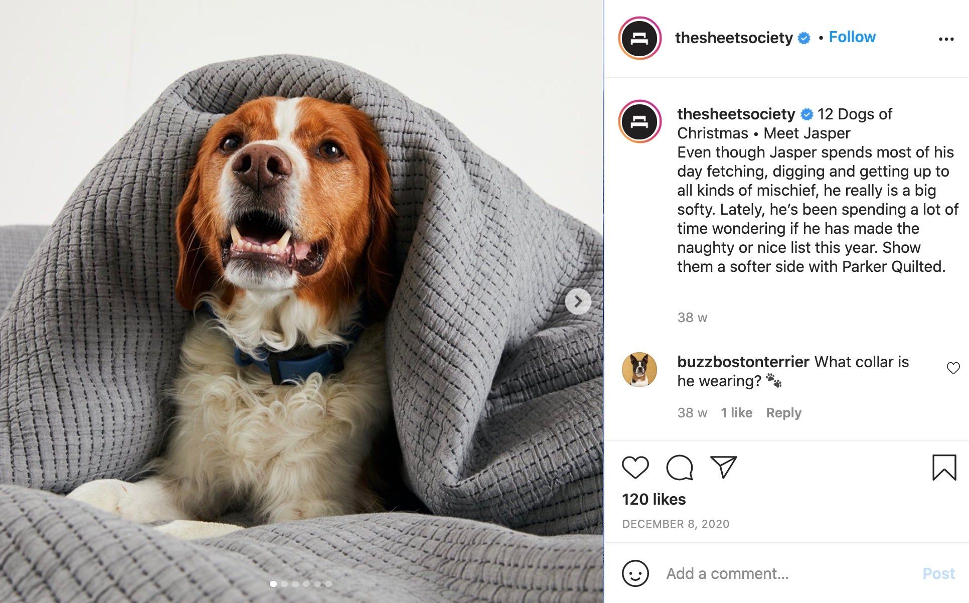 床单协会圣诞节的12只狗